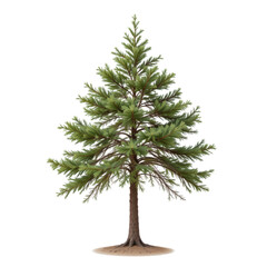 a pine tree with a detailed and realistic rendering style. the tree stands prominently in the center of the frame, showcasing its sparse foliage and conical shape typical of a pine tree