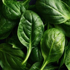 Fresh Green Spinach Leaves on Dark Background for Culinary Use