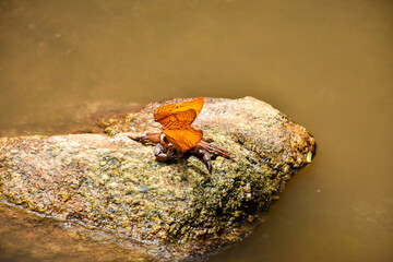 Close up of beautiful orange-yellow butterfly on a stone.