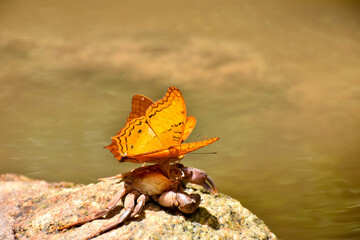 Close up of beautiful orange-yellow butterfly on a stone.