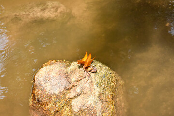 Close up of beautiful orange-yellow butterfly on a stone.