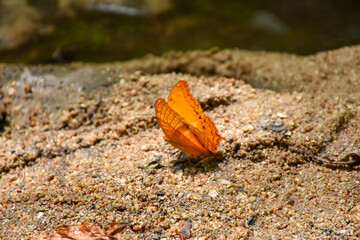 Close up of beautiful orange-yellow butterfly on a stone.