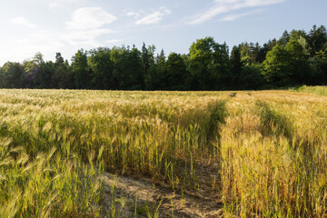 golden wheat field under a bright sunset light with lush green forest backdrop. summer rustic charm background. countryside rural landscape