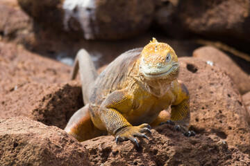Drusenkopf, Galapagos Landleguan
