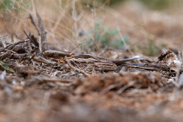 well camouflaged red-necked nightjar (Caprimulgus ruficollis) perching on the ground in an organge orchard in Spain, Anadlucia