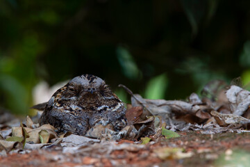 well camouflaged red-necked nightjar (Caprimulgus ruficollis) perching on the ground in an organge orchard in Spain, Anadlucia