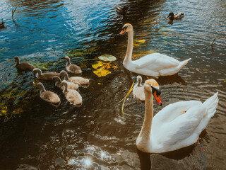 Fototapeta premium swans on the lake