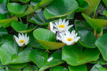 Flower lotus of white water lily grows and bloom in river close-up. Nymphaea alba it has roots are long and floating wide green leaves. Blossom herbaceous aquatic plant of family nymphaeum in lake.