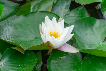 Flower lotus of white water lily grows and bloom in river close-up. Nymphaea alba it has roots are long and floating wide green leaves. Blossom herbaceous aquatic plant of family nymphaeum in lake.