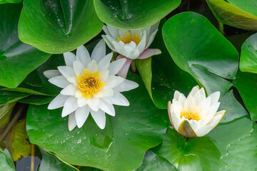 Flower lotus of white water lily grows and bloom in river close-up. Nymphaea alba it has roots are long and floating wide green leaves. Blossom herbaceous aquatic plant of family nymphaeum in lake.