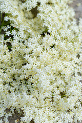 Elder flowers in garden. Sambucus nigra. Elder, black elder flowers. Alternative medicine