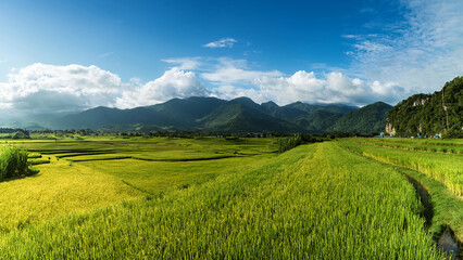 Obraz premium Vibrant green rice fields stretch endlessly across the tropical valley with mountain silhouettes in the distance