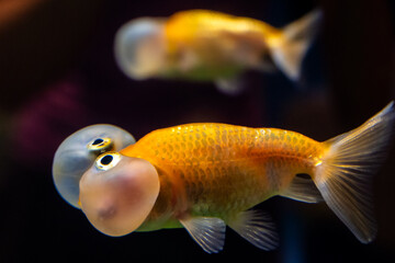 Celestial Eye goldfish swim in dark waters with reflection. These gentle fish are known for their...