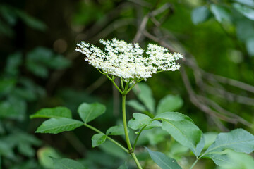 Elder flowers in garden. Sambucus nigra. Elder, black elder flowers. Alternative medicine