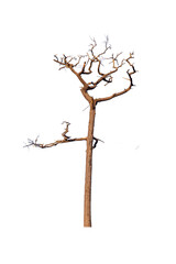 Isolated black silhouette of a dry, gnarled dead tree with bare branches against the sky
