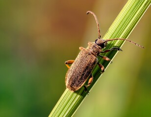mottled dingy brown click beetle agrypnus murinus beetle sitting on grass stem macro animal background