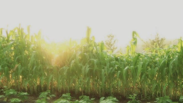 Pan of cornfield at sunrise 