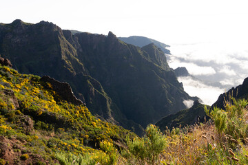 Sunny valley view with yellow flowers, Madeira, Pico Ruivo