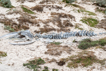 Whale skeleton on sandy beach at Seal Bay, Kangaroo Island, Australia