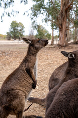 Kangaroos standing on dry ground on Kangaroo Island, Australia