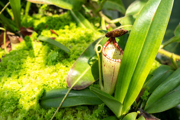 Nepenthes carnivorous plant in Singapore Botanic Gardens