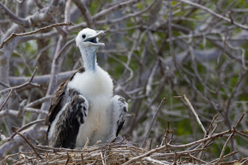 Junger Fregattvogel auf Galapagos