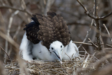 Junger Fregattvogel auf Galapagos