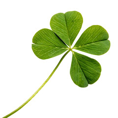 A single perfect four-leaf clover bringing good luck and fortune isolated on a transparent background png