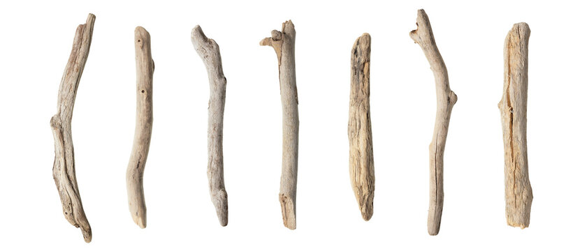 Collection of old dry branches collected on the beach, shaped by sea water, isolated on white background -including clipping path