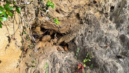 Craggy earth textures reveal an ancient burrow, whispering tales of Spring Equinox rituals and...