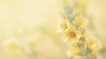 Elegant flower with a beautifully blurred background captured in a professional studio shot highlighting depth of field and soft tones