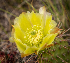 Yellow pear cactus flower in full bloom