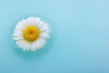 Delicate chamomile flower gently floating on the surface of a tranquil pool surrounded by soft pastel tones and blurred background