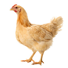 A live light brown chicken or hen standing in a farm setting isolated on a transparent background png