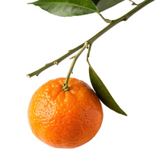 A single sweet mandarin orange hanging from a leafy green branch isolated on a transparent background png
