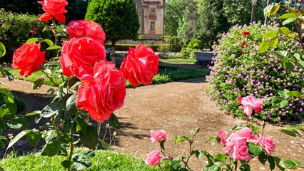 Flamboyant roses bask in sunlight, whispering tales of romantic picnics and clandestine spring...