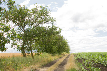 A dirt road with trees on either side of it