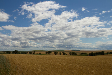 A large field with trees in the background