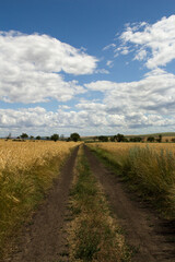 Fototapeta premium A dirt road through a field