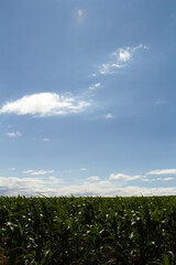 A blue sky above a field of crops