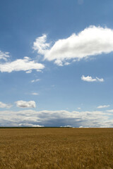 A field of yellow grass
