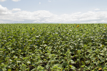 A large field of green plants