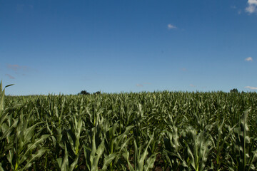 A field of green plants