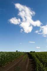 A dirt road through a field