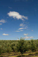 A group of trees in a field