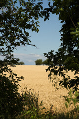 A field with trees and grass