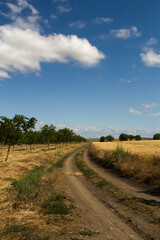 Fototapeta premium A dirt road with trees and blue sky