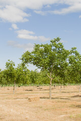 A group of trees in a field