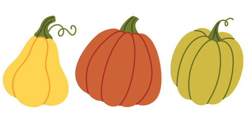 Three autumn vegetables including pumpkin and squash arranged on white background. Fall harvest illustration
