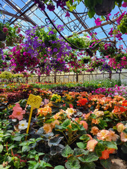 Hanging begonia pots bask in sunlight beneath a transparent greenhouse roof and blue sky